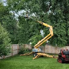 How Our Tree Care Process Works  in  Westhampton Beach, NY