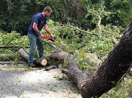 Reliable Westhampton Beach, NY  Tree Services Solutions